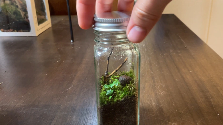Person putting the lid on a spice jar with a mini ecosystem inside