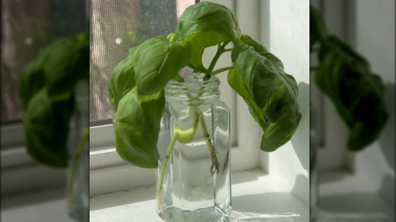Cuttings of herbs in a spice jar on a window sill