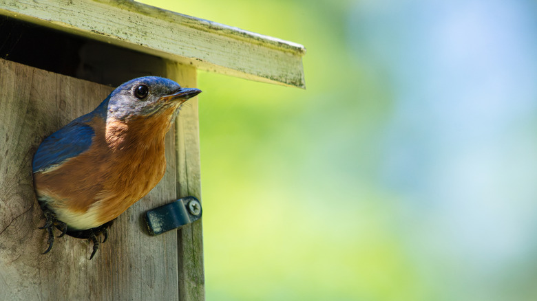 a bluebird peers out of a wooden nesting box