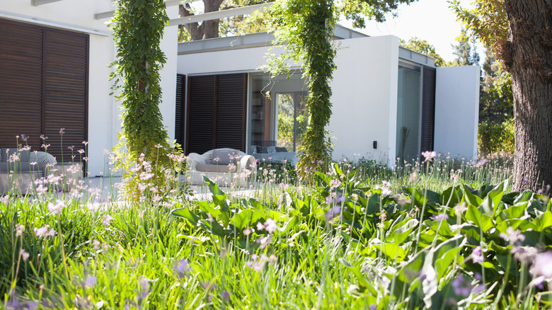 Close-up of a lawn with long grass and flowers in front of a patio