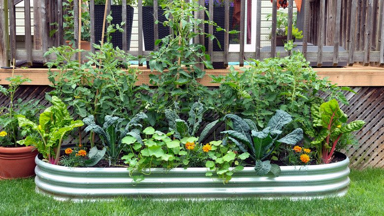 Galvanized raised garden bed planter with vegetables in them