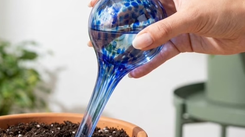 Hand holding a blue glass-blown plant watering globe over a pot