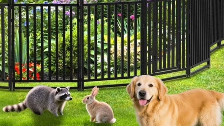 Animals standing out of a fenced-in garden