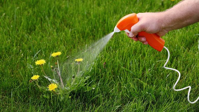 spraying herbicide on dandelions