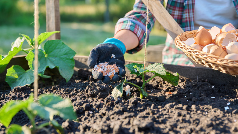A gardener scatters eggshells on top of the soil