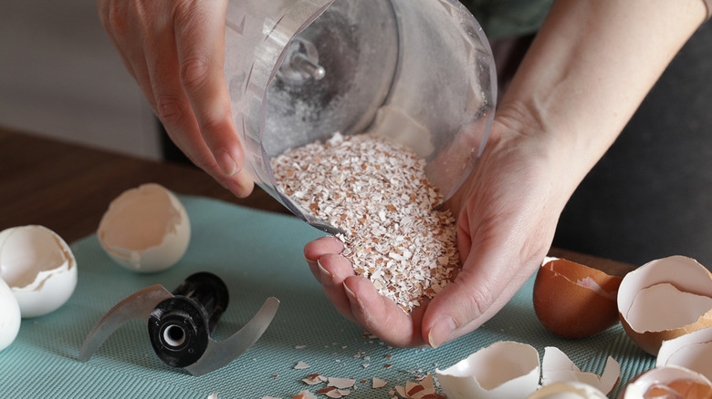 A person pours ground up eggshells out of a food processor