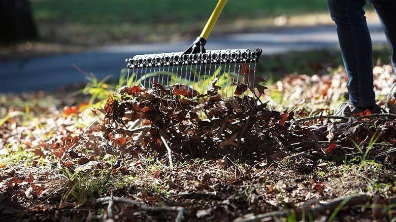 The Groundskeeper II rake doing fall duty as a standard yard rake