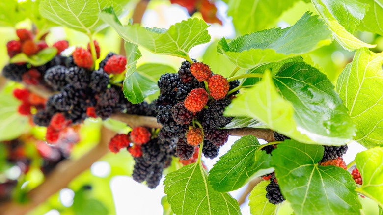 Ripening mulberries hanging from tree