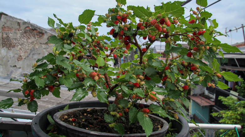Potted dwarf mulberry tree growing on a balcony