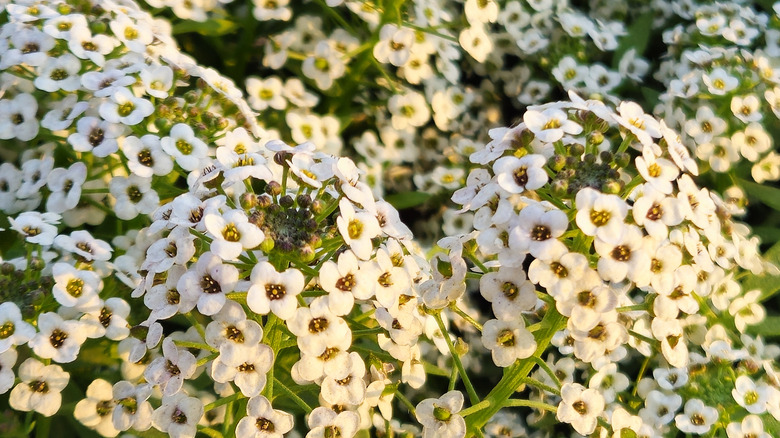 white sweet alyssum blooms in large groups