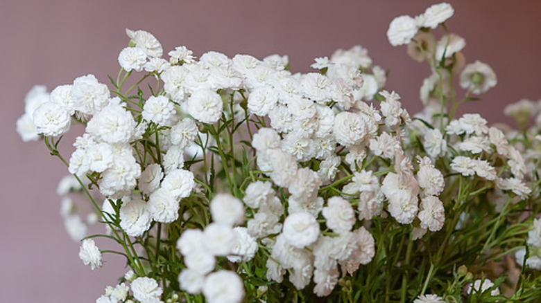 baby's breath flowers in a cluster
