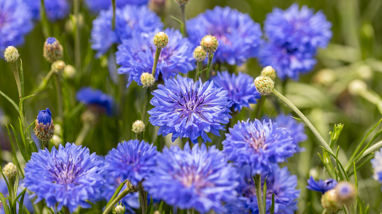 A cluster of indigo bachelor button blooms