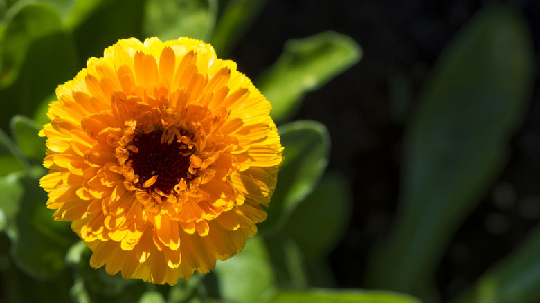 Yellow calendula pacific beauty