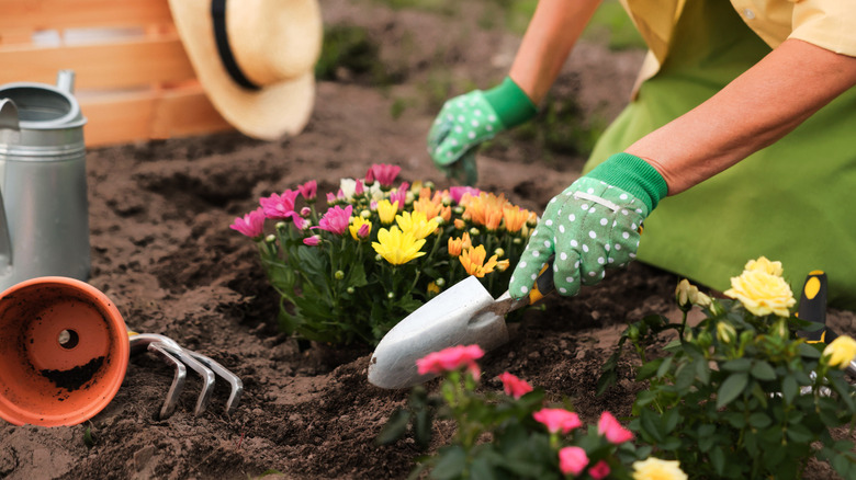 planting flowers in garden
