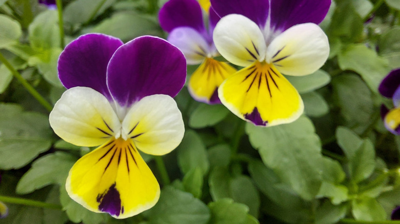 johnny jump up viola