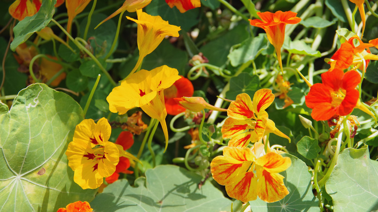 red and yellow dwarf jewel nasturtium flowers