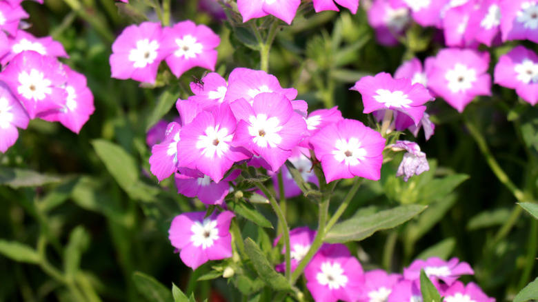 purple and white phlox blooms