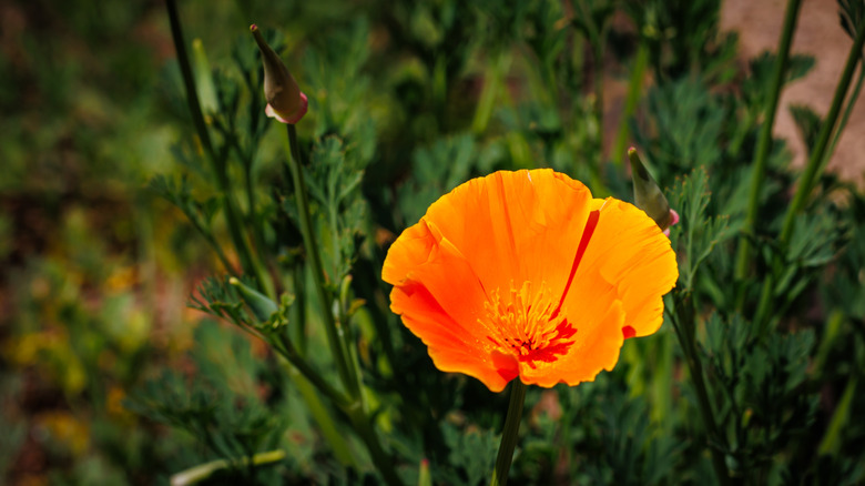 lone california poppy flower
