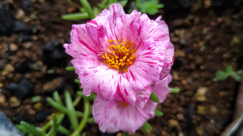 A purple portulaca sundial bloom