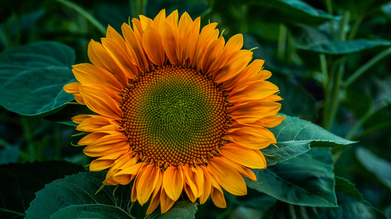 procut orange sunflower