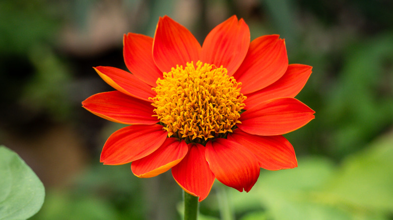 orange tithonia bloom