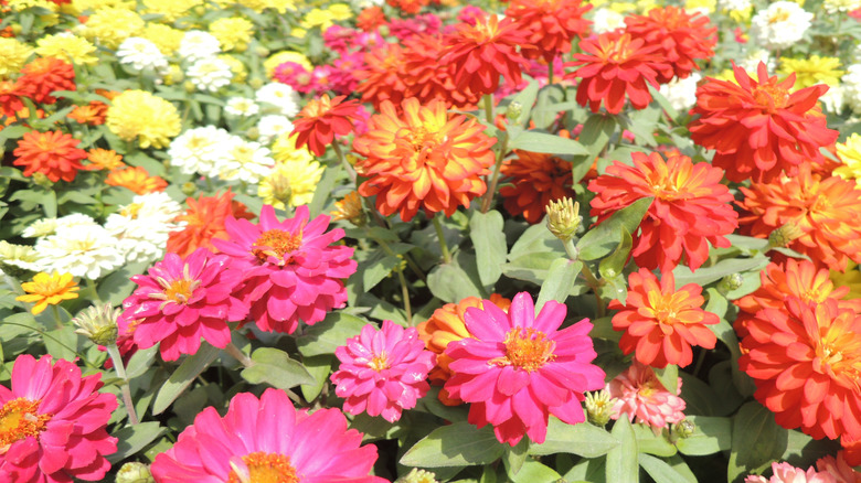 profusion zinnia blooms