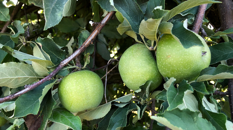 granny smith apples growing on tree