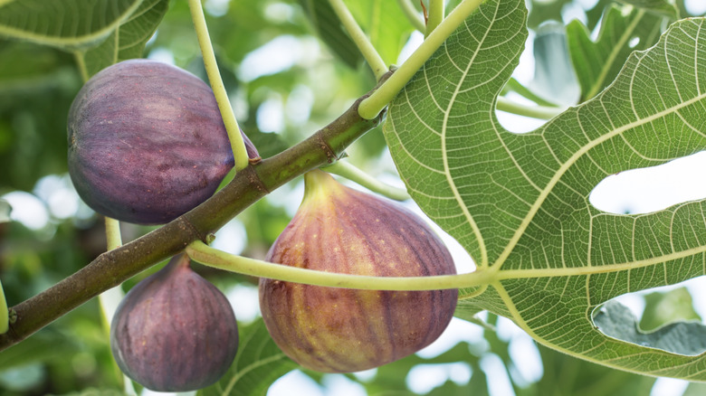 figs growing on tree