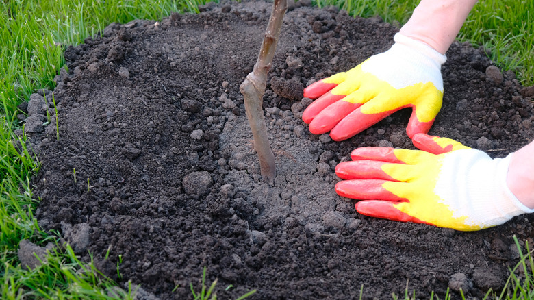 Fast-Growing Fruit Trees To Plant In Early Spring For A Tasty Harvest