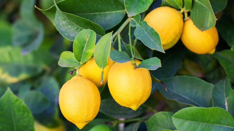 lemons growing on tree