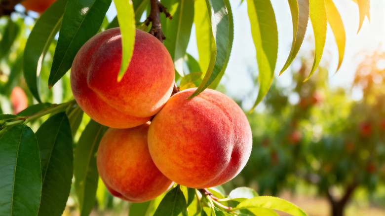 peaches growing on peach tree