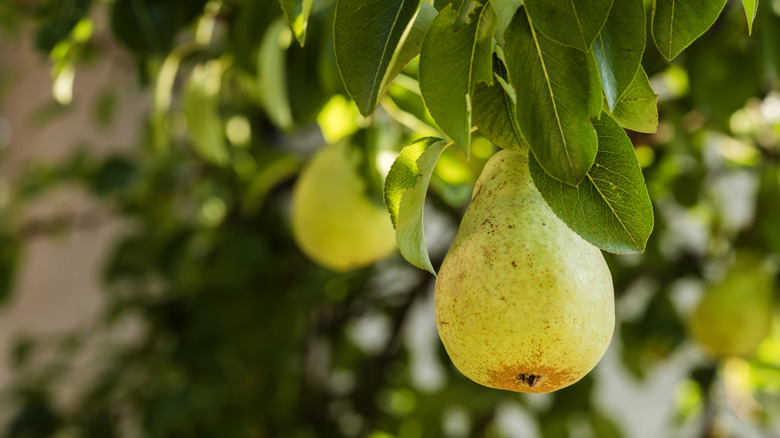 pears growing on tree