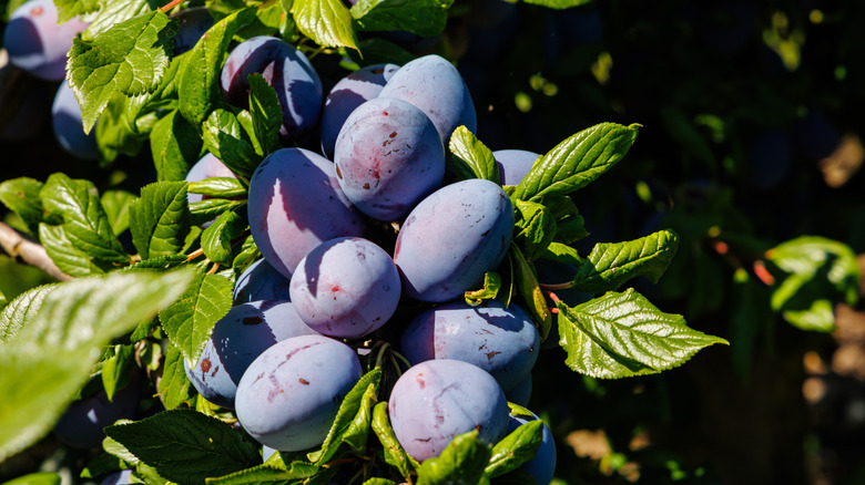 cluster of plums growing on tree