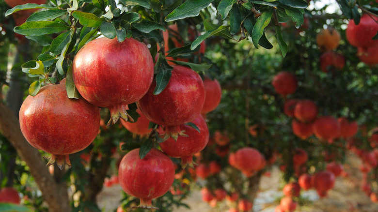 pomegranates growing on tree