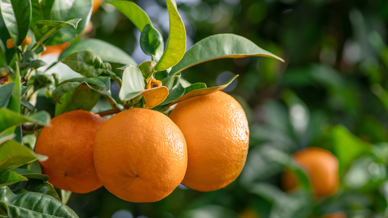 tangerines growing on tree
