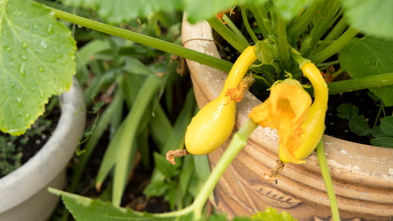 summer squash growing in container