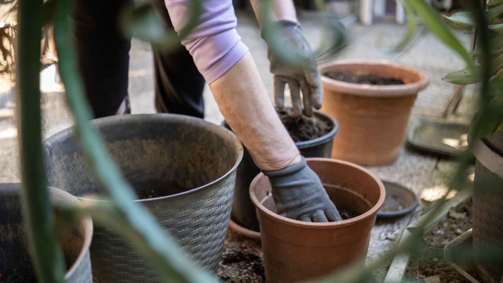 How To Grow Fast-Growing Squash In Containers For A Tasty Harvest