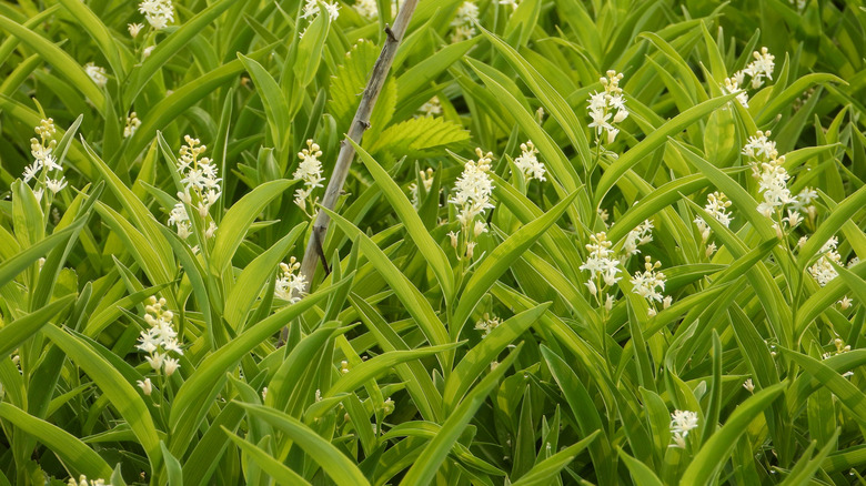 Close up of a thicket of starry Solomon's plume, with upright stalks of long arching leaves and clusters of white flowers.