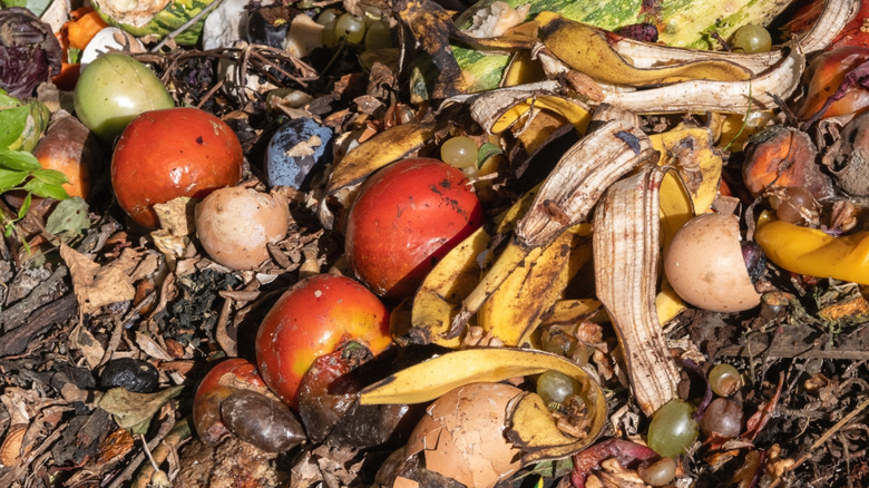 Apples and other food scraps in a garden compost pile.