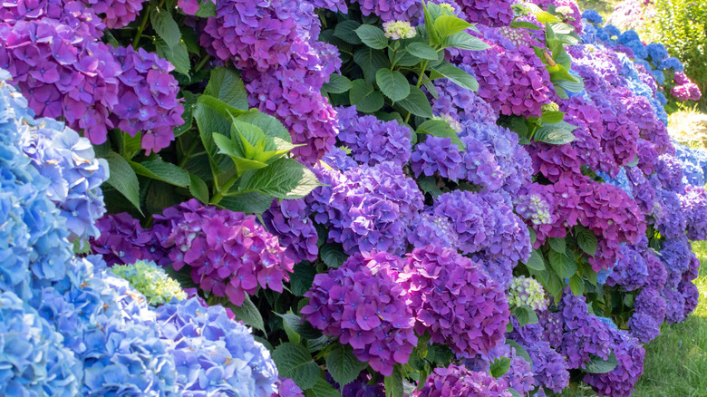 Fertilize Hydrangeas In Early Spring The Right Way For Bigger, Vibrant Blooms