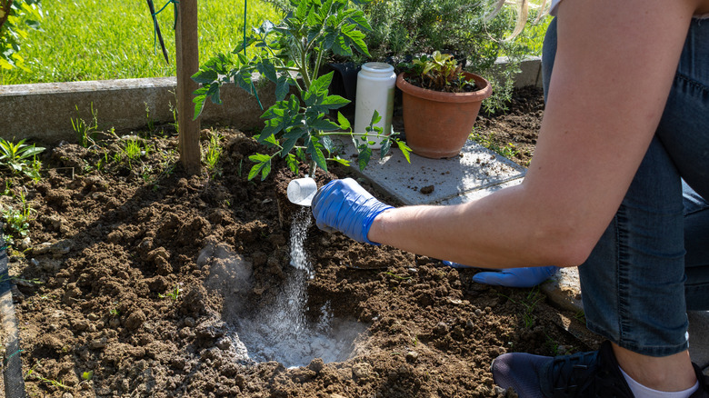 a gardener fertilizers a tomato plant in a home vegetable garden