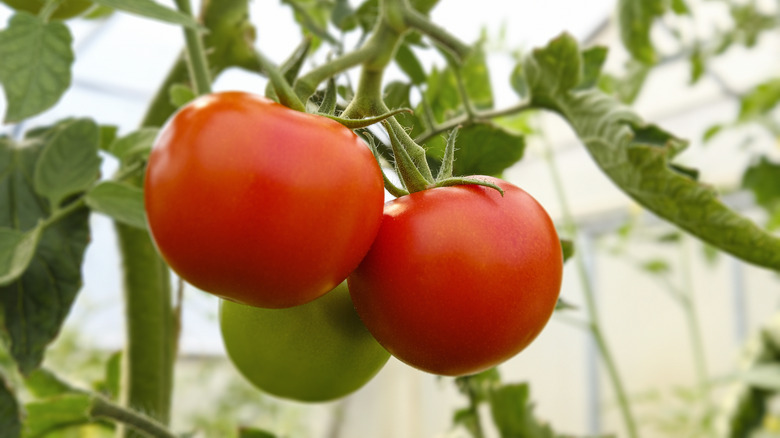 two ripe tomatoes growing on a plant in a greenhouse