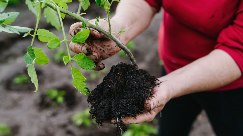 a gardener handles a young tomato plant grown in rich soil