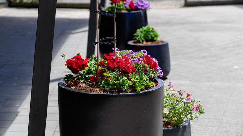 Red and purple flowers growing in large planters.