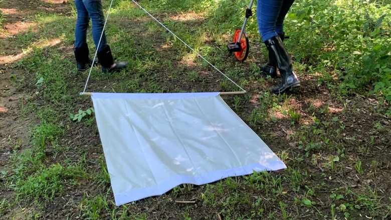 A person pulls a white tick drag behind her across a leafy forest floor