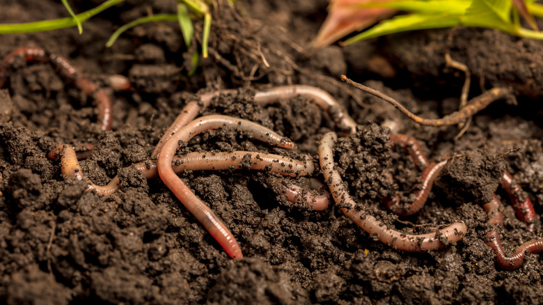 Close-up of garden soil with earthworms