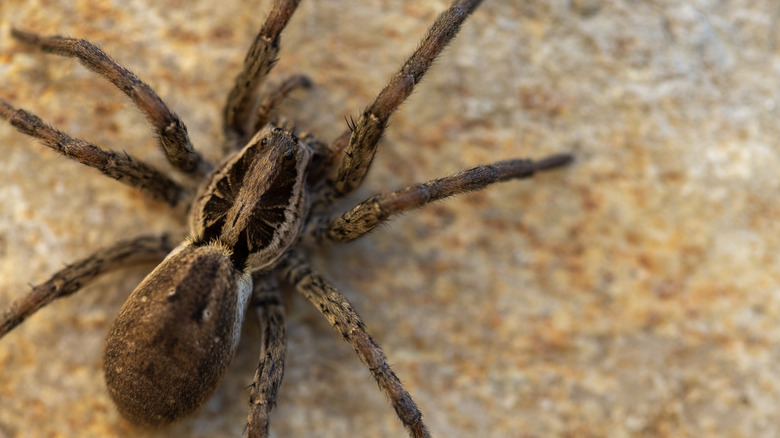 Closeup of a wolf spider on a rock