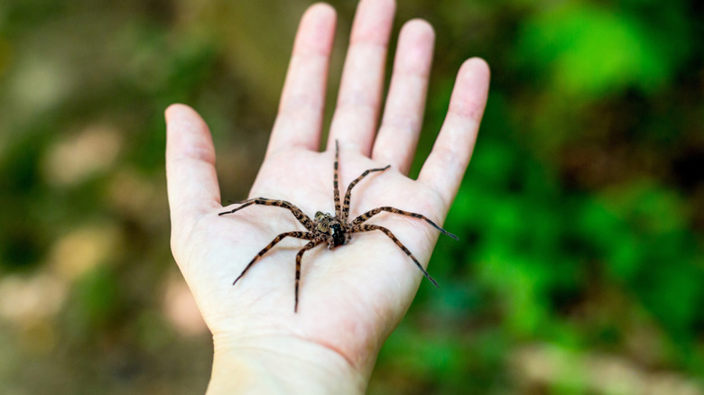 A fishing spider resting on a person's palm