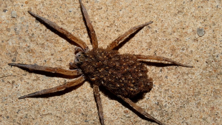 An image of a wolf spider carrying her babies after they hatched