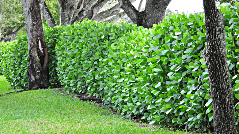 A Clusia hedge on the edge of a yard
